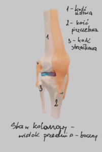 staw kolanowy widok przedni boczny