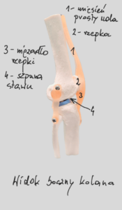widok boczny kolana