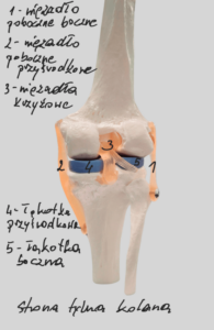 Staw kolanowy – tył.